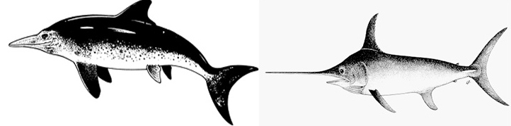 Figura 2. A: Retroceso anatómico de un reptil ictiosaurio, originalmente terrestre, a una forma acuática con forma de pez (reconstrucción de Ichthyosaurus tomada de http://www.ucmp.berkeley.edu/diapsids/ichthyosauria.html). B: Pez espada (Xiphias gladius; tomado de http://www.fishbase.org/).