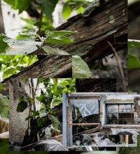 Naturaleza inserta