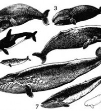 La evolución de los cetáceos: moléculas, anatomías y mares