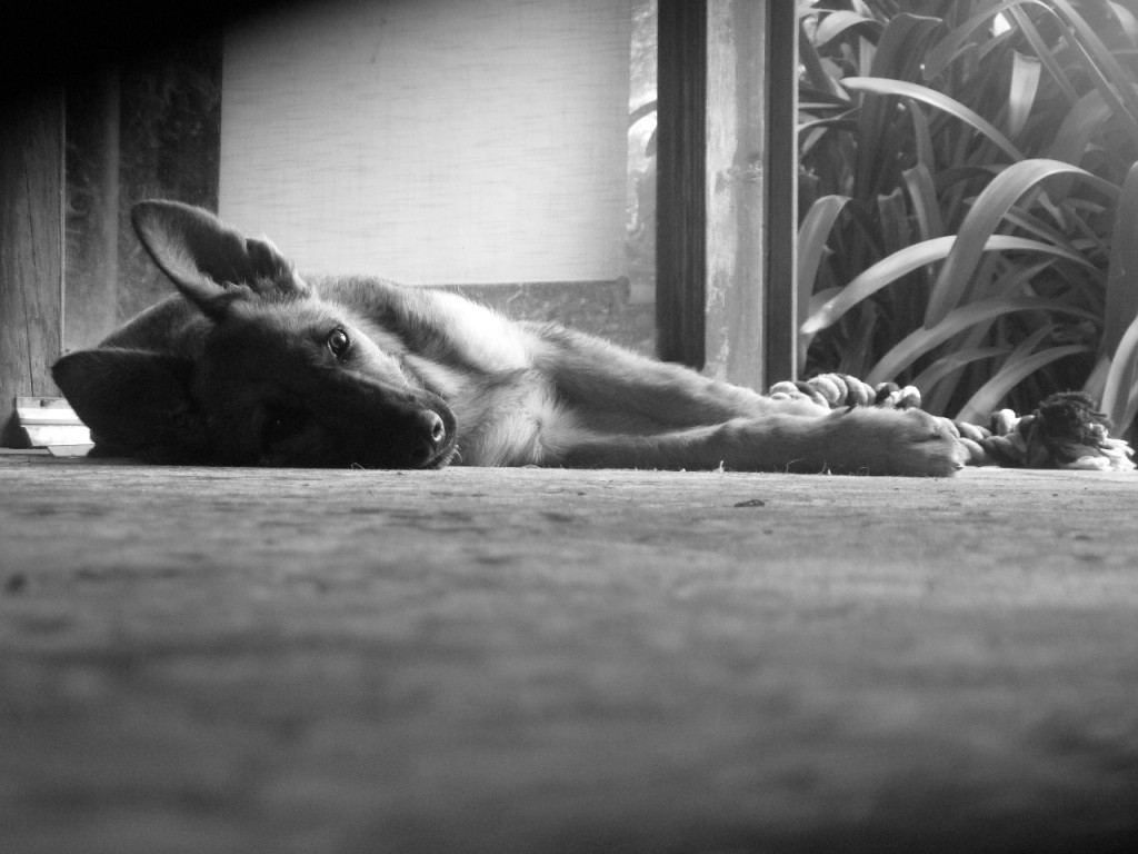 Mirada canina