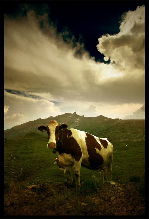Just_a_cow_by_leonard_ART