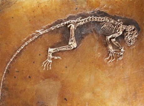 fosil_47_millones_anos_da_pistas_evolucion_humana