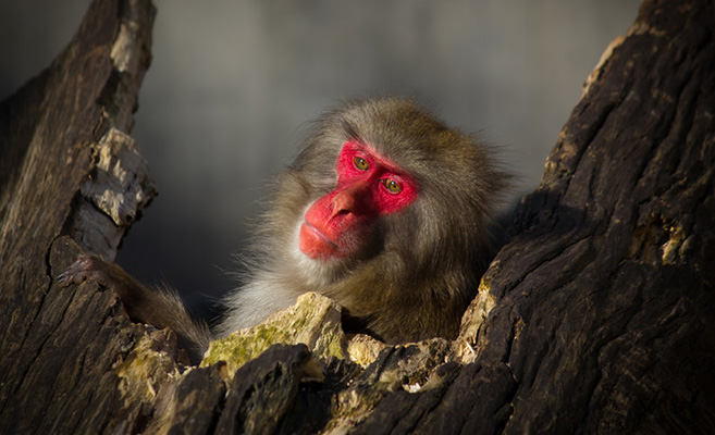 monkey_in_red_____it__s_just_you_and_me_by_deviantteddine-d5evtpo